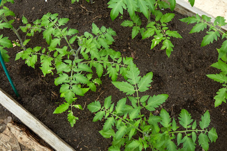 Young tomato plants grow in a greenhouse.