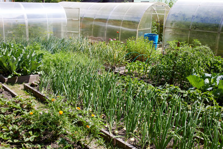 Organic vegetable garden: beds with carrots, garlic, cabbage and other vegetables.