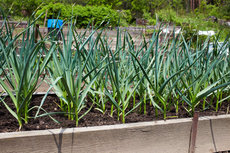 A bed of young garlic shoots. Organic vegetable garden.の写真素材