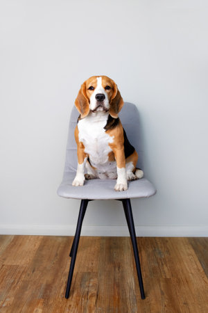 A beagle dog is sitting on a gray chair in the apartment. Vertical orientation.の写真素材
