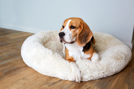 Beagle dog is lying on the dog bed.