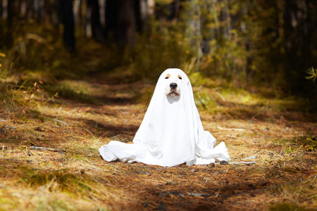 Dog wearing a ghost costume sitting in the autumn forest.の写真素材