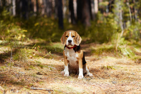 A beagle dog is sitting in a colorful autumn forest.の写真素材