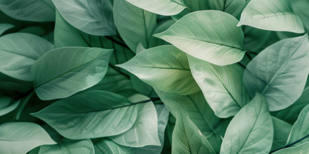 Background of green leaves. Bannerの素材