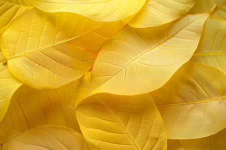 Autumn background of yellow and red transparent leaves.の素材