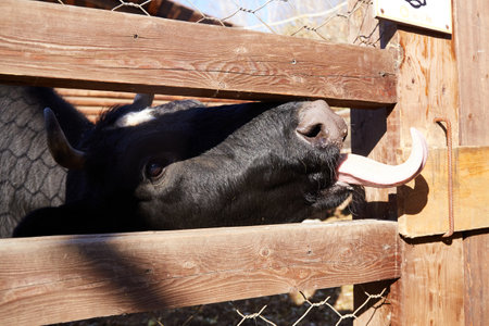 A cow sticks its tongue through the fence of a livestock farm. Close-up.の写真素材