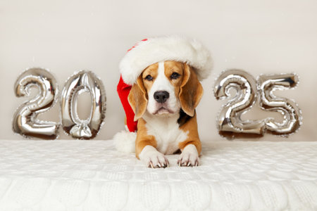 Happy New Year 2025 and Merry Christmas. A beagle dog in a Santa Claus hat in a house decorated with balloons with the number 2025 for the new yearの写真素材