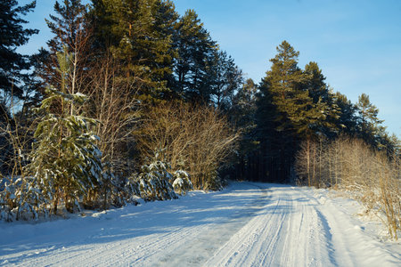 A beautiful road through a winter snow-covered forest.の写真素材