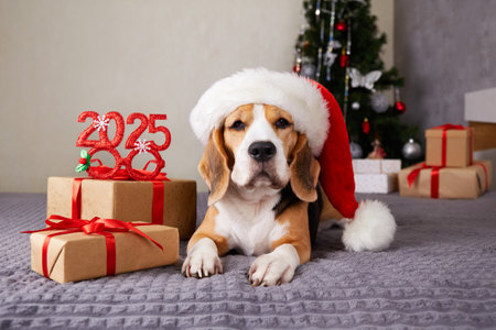 A beagle relaxes on a cozy surface, wearing a festive Santa hat.の写真素材