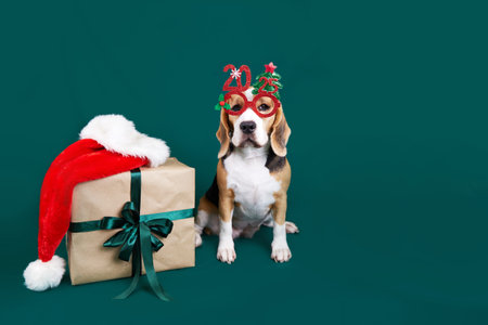 Happy New Year and Merry Christmas 2025 greeting card. A beagle dog in carnival glasses with the numbers of the New Year 2025 at the gift box on a green isolated background. Copy space.の写真素材
