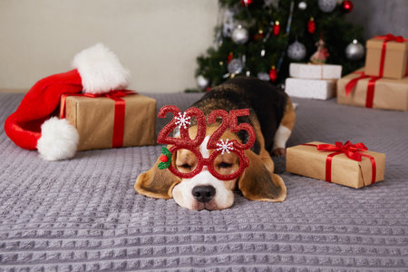 Beagle dog with glasses with New Year's figures in 2025 is sleeping on the bed. There is a decorated Christmas tree with gifts in the bedroom. Happy New Year and Merry Christmas card with pet.の写真素材