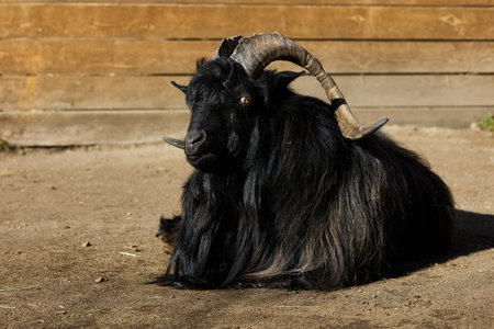 A black goat with horns is resting on a livestock farmの写真素材