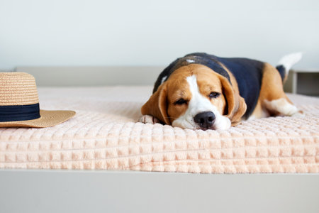 Cute beagle dog sleeps on a bed on a blanket.の写真素材