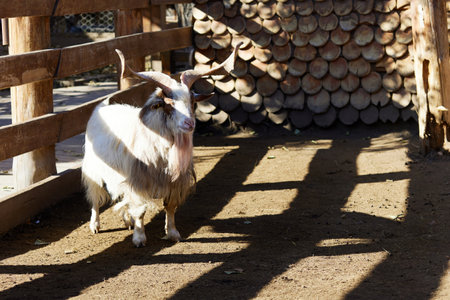 A goat with horns at the fence on a livestock farm.の写真素材