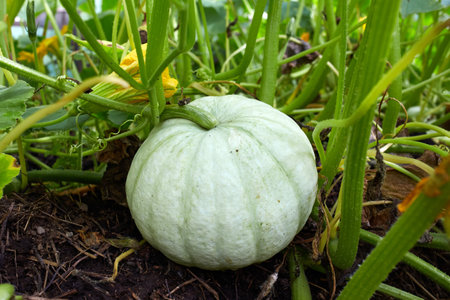 A green pumpkin grows in the garden.の写真素材