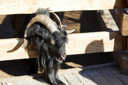 A black goat with horns stuck its head over the fence of a livestock farm.の写真素材