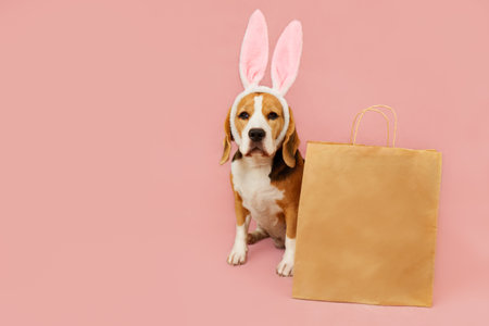 A beagle with large pink bunny ears sits next to a brown shopping bag on a soft pink background, ready for a cheerful celebration full of fun and surprises. Easter card. Copy space.の写真素材
