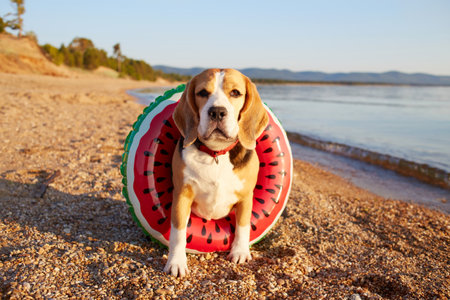 Beagle dog on a floating ring sits on the beach near the seashore on summer day at golden hour. Summer holiday at sea with a pet.の写真素材