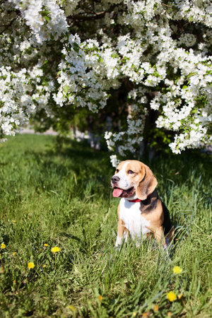 A beagle dog sits on the grass with dandelions in a sunny clearing under a blooming apple tree. Spring background. Vertical orientationの写真素材