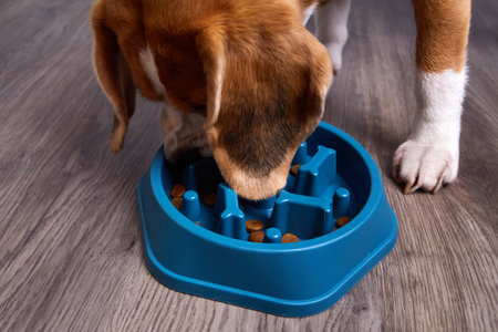 A beagle dog eats dry food from a special bowl for slow feeding of the animal