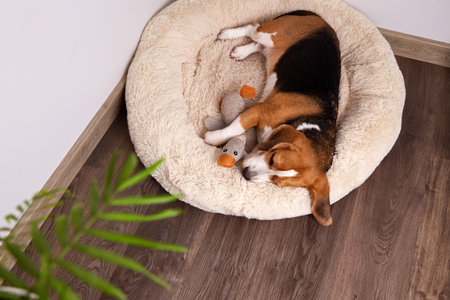 Beagle dog sleeping on soft bed with toy in cozy home environment. Top viewの写真素材