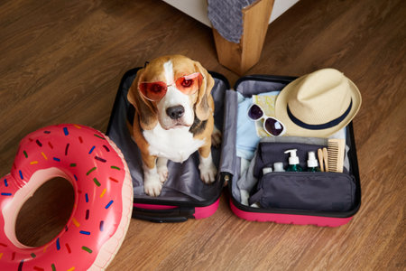 Beagle dog wearing sunglasses sits in suitcase with things for summer vacation at sea. Concept of traveling with pets. Top view.の写真素材