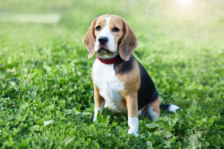 A beagle dog sits on the green grass of a summer meadow.の写真素材