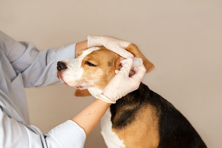 The veterinarian instills drops into the ears of the beagle dog. Pet care, examination and treatment in a veterinary clinic.の写真素材