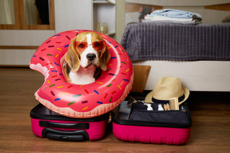 Beagle dog in a swimming ring sits in a suitcase with things for a summer vacation at sea. Traveling with pets conceptの写真素材