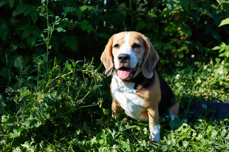 A beagle dog sits on green grass on a hot sunny day.の写真素材