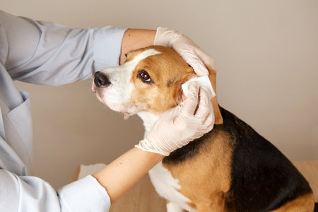 Vet doctor cleans the beagle dog's ears with a napkin.の写真素材