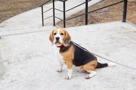 A beagle wearing a collar rests on a concrete walkway next to a set of stairs in a park. The weather is cloudy, indicating an overcast day.の写真素材