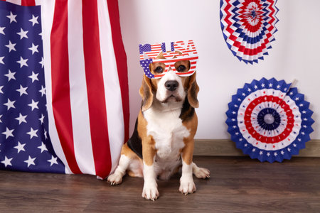 Beagle dog near American flag. Happy USA Memorial Day. 4 July Independence Day.の写真素材