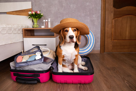 Travel concept. Beagle dog in a straw hat sits in a suitcase with things and a floating inflatable ring for a summer vacation at sea. Interior of a bedroom or hotel room.の写真素材