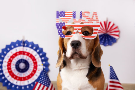 Beagle dog with glasses for the US Independence Day holiday. Happy Memorial Day. July 4th card with a pet.の写真素材
