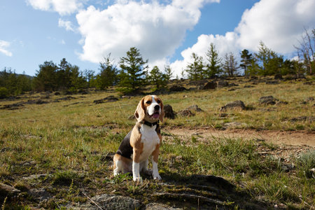 Beagle dog sits quietly in a clearing under a bright blue sky with fluffy white clouds. The surrounding landscape of rocky terrain with larches creates a serene environment.の写真素材