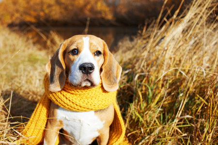Autumn concept. A beagle dog in a yellow scarf sits in the dry grassの写真素材