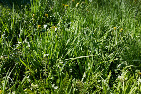 Lush green grass with wild flowers on a sunny summer meadow.の写真素材