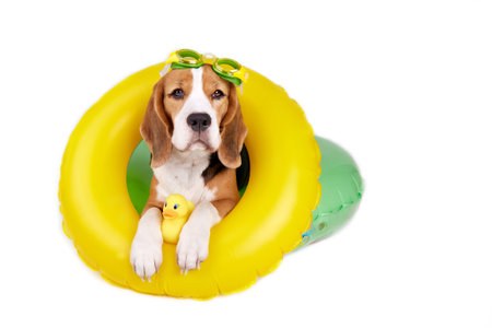 A beagle dog wearing swimming goggles and an inflatable floating circle on a white isolated background. Summer holidays. Copy space.の写真素材