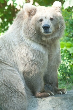 Light bear sitting on a rock and looks in the pictureの写真素材