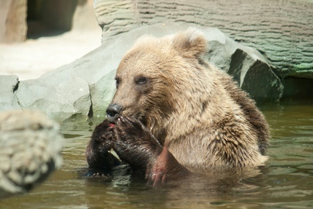Brown bear sits in the water Shooting at the Zooの写真素材