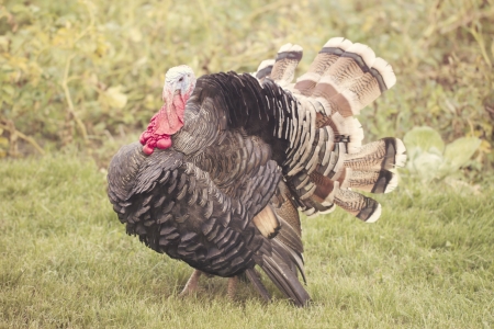 Strutting male wild turkey displaying in the spring mating season.の写真素材