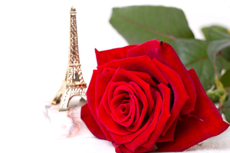 red rose isolated on white backgroundの写真素材