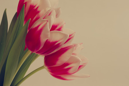 French parrot tulips with a vintageの写真素材