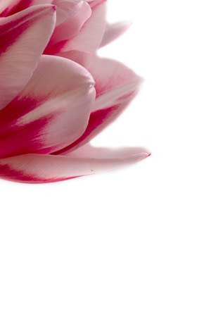 Large bouquet of tulips isolateの写真素材