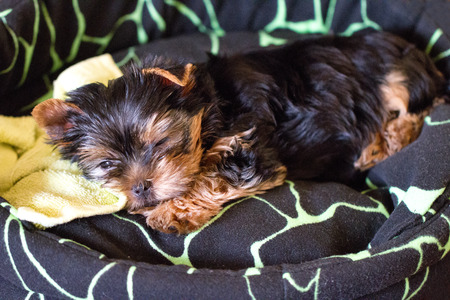 closeup shot of a Yorkshire Terrier puppy sleepingの写真素材