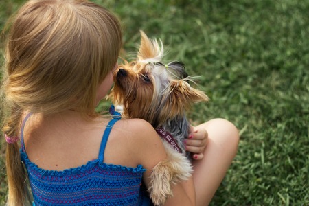 Girl 6 years old on  grass playing with a Yorkshire Terrierの写真素材