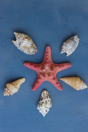 Shells and red starfish lying on a blue circle board