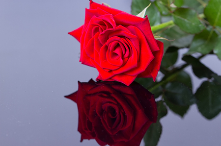 elegant rose with necklaceの写真素材
