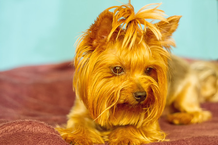 Beautiful and cute york terrier dog at homeの写真素材